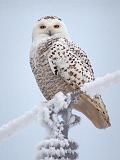 Frosty Owl_13084